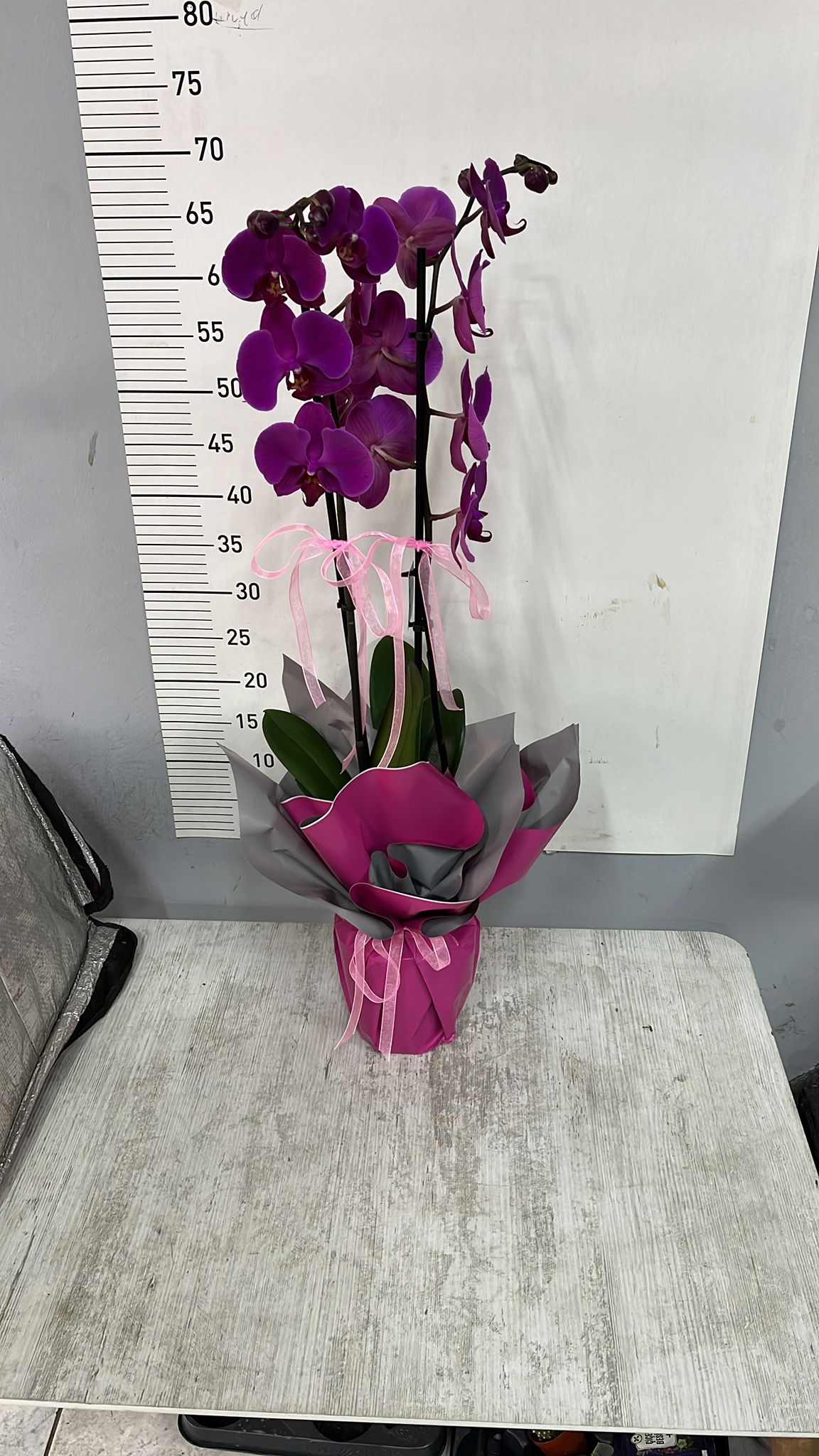 Mor �ift Dall� Orkide