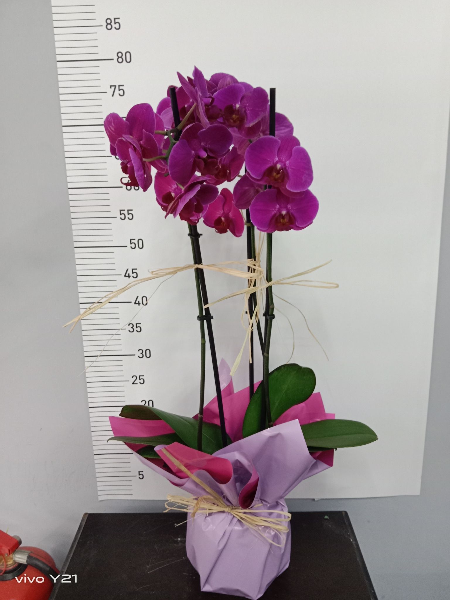 3 Dall� Mor Orkide