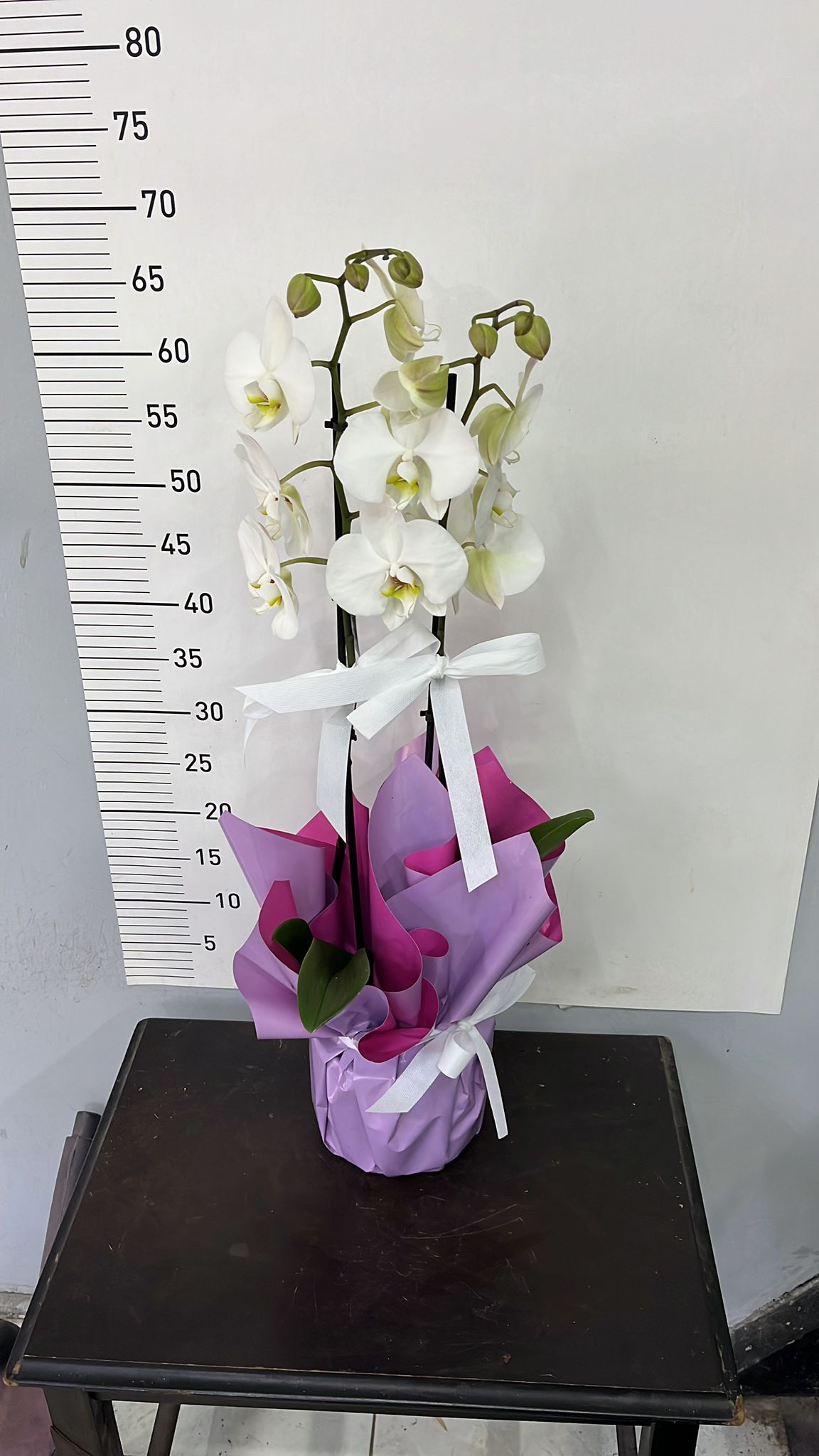 Orkide Beyaz �ift Dall�