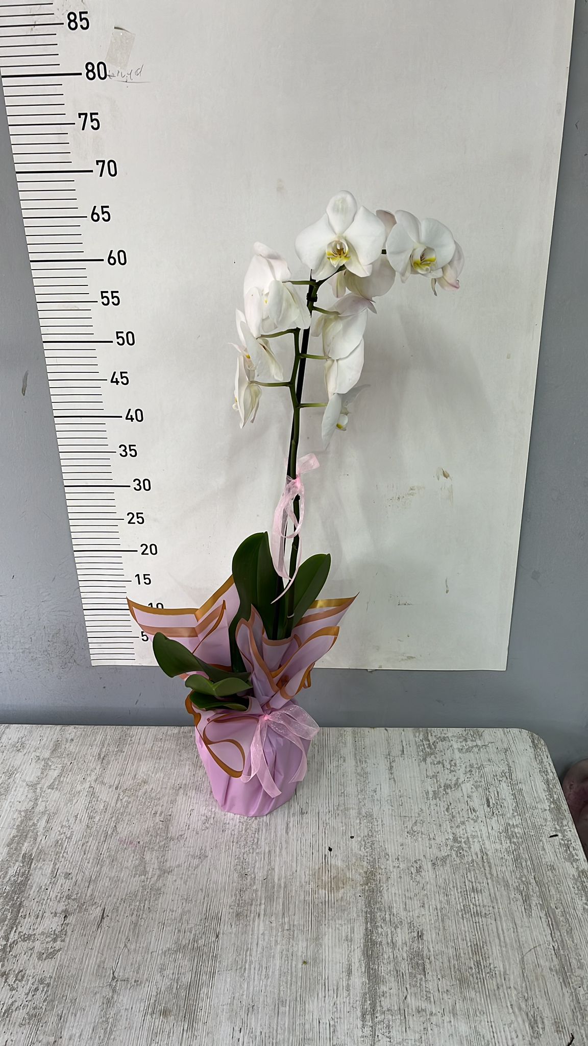 Beyaz Tek Dall� Orkide