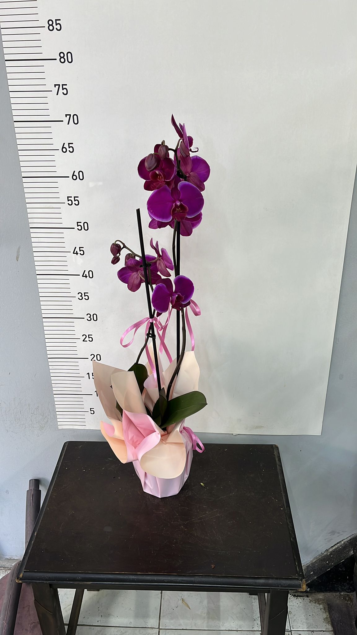 Mor Orkide 2 Dall�