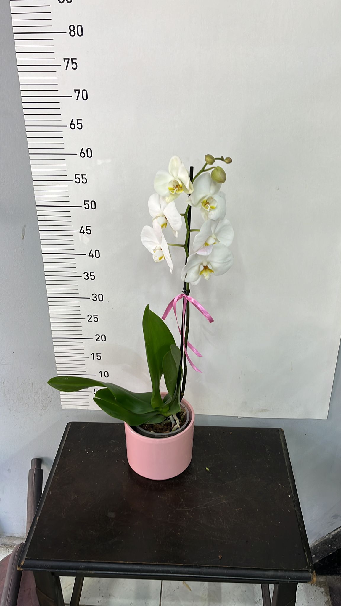 Tek Dal Beyaz Orkide 